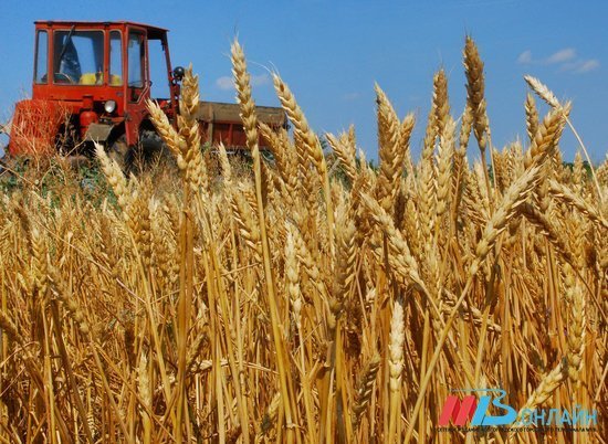 Волгоградские аграрии отправили на экспорт более 400 тысяч тонн зерна